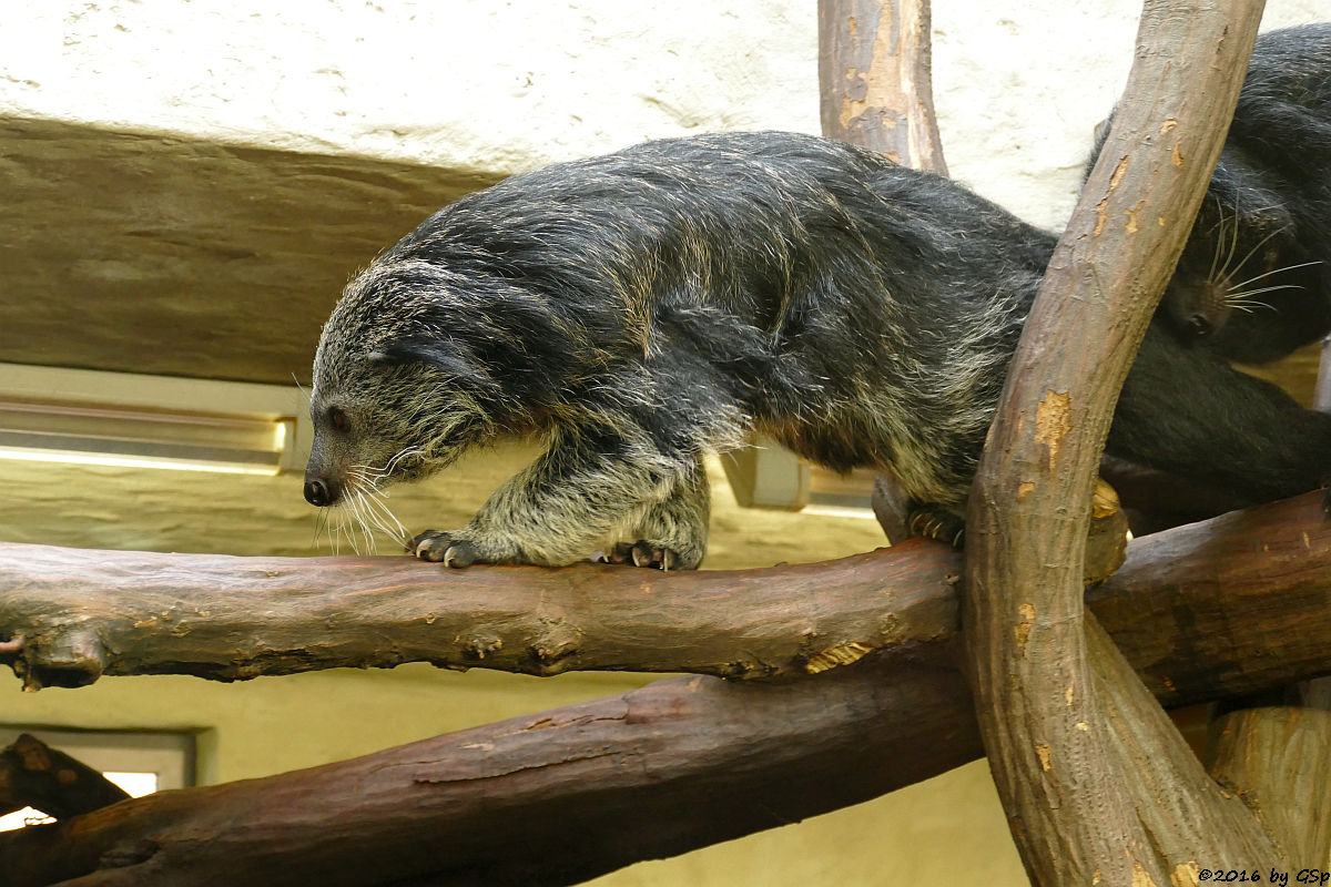 Binturong (Marderbär)