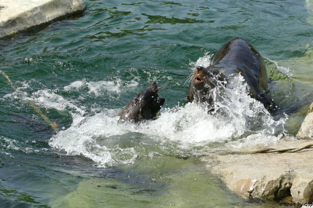 Südafrikanischer Seebär (Zwergseebär, Kap-Seebär)