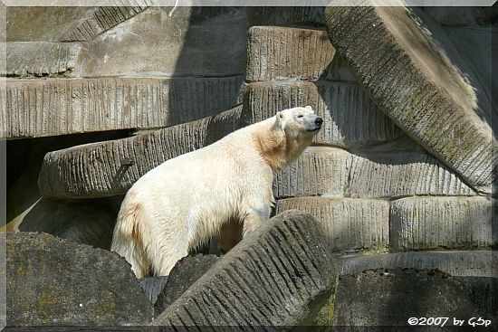 Eisbär