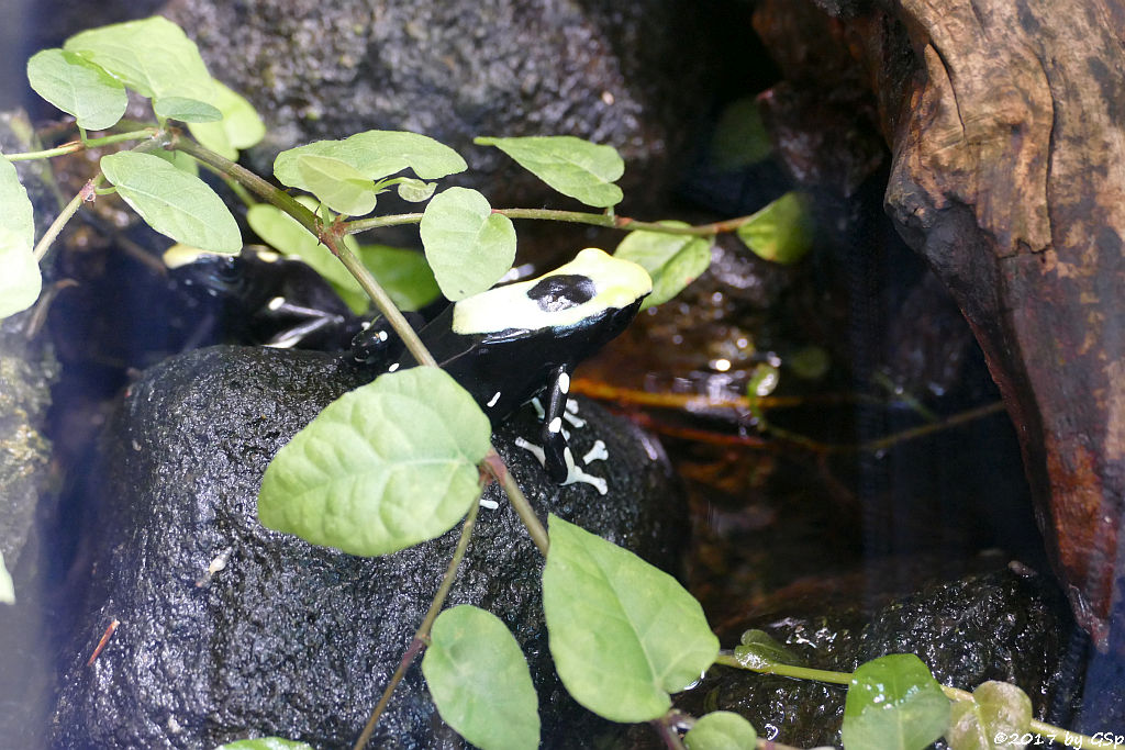 Gelbschwarzer Färberfrosch