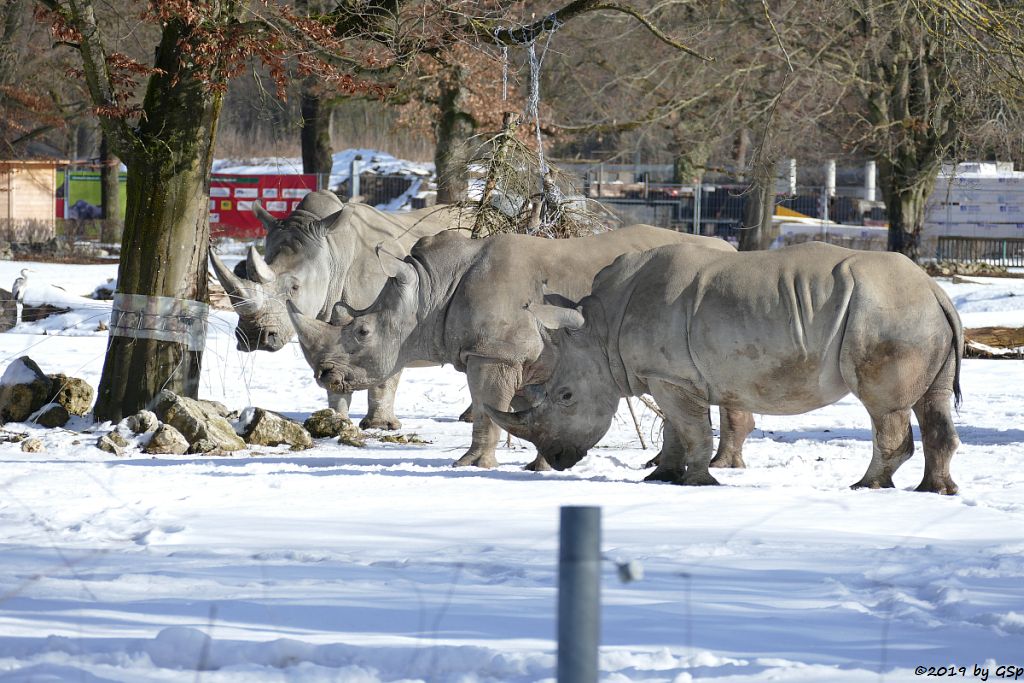 Südliches Breitmaulnashorn