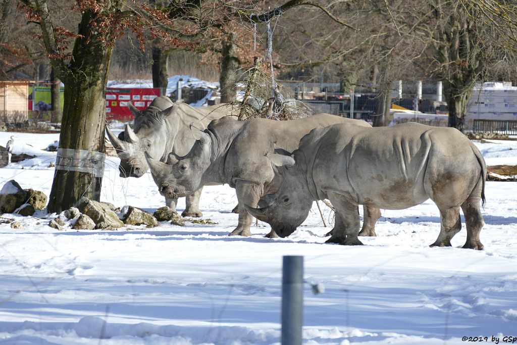 Südliches Breitmaulnashorn