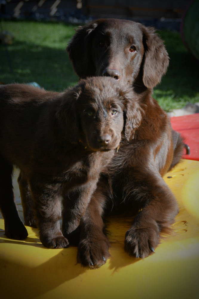 Gaja & Brownie 