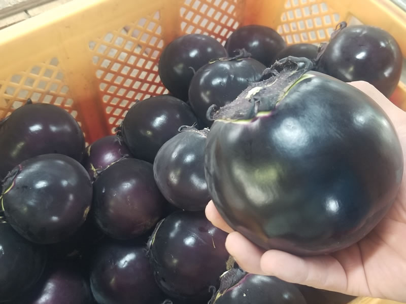 加茂茄子のブログ記事 Nof Tomonari