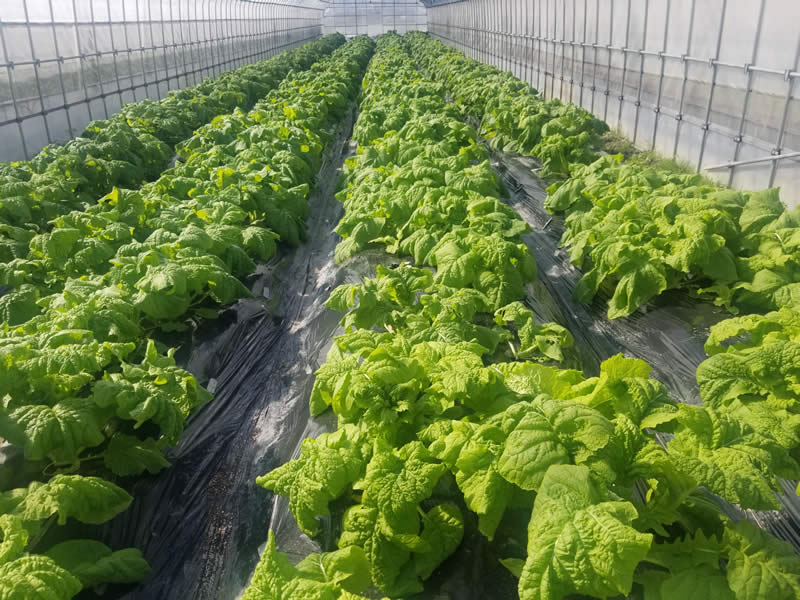 京野菜ー伏見系花菜
