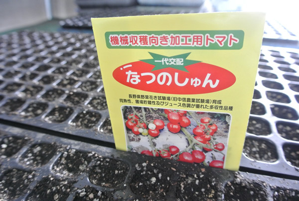 加工トマト　なつのしゅん　種