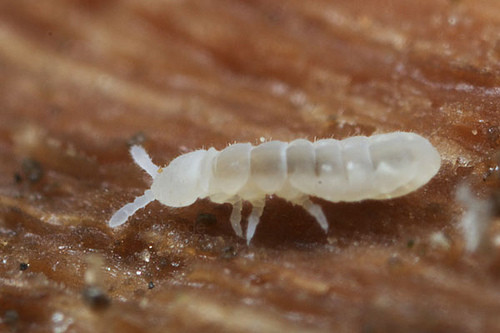 畑にいる虫 畑のプランクトン トビムシ Nof Tomonari 畑にいる虫 畑のプランクトン トビムシ Nof Tomonari
