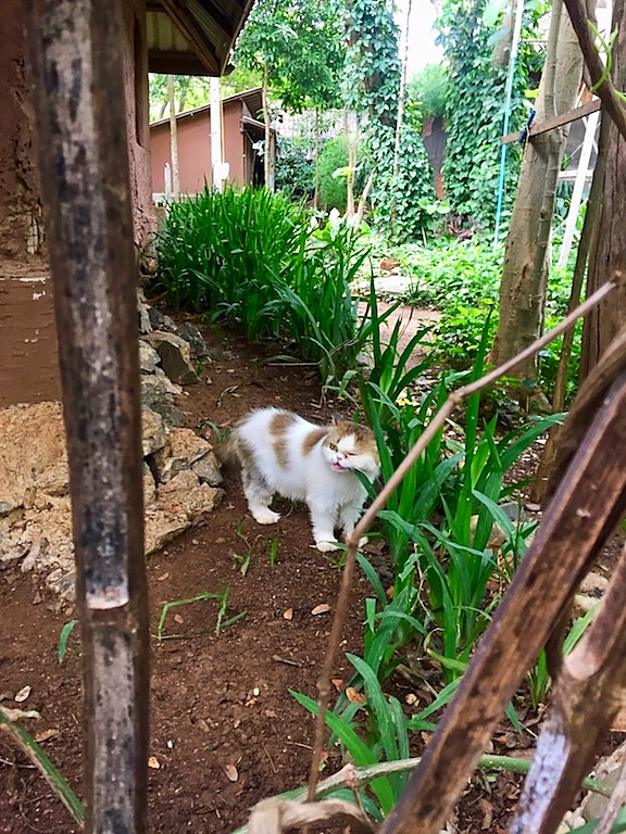 cat at elephant nature park