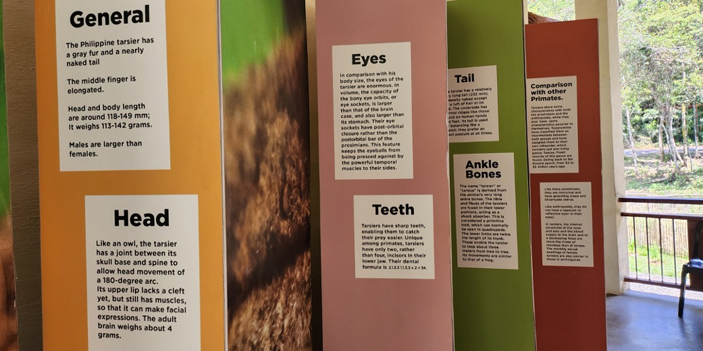 Tarsier information 