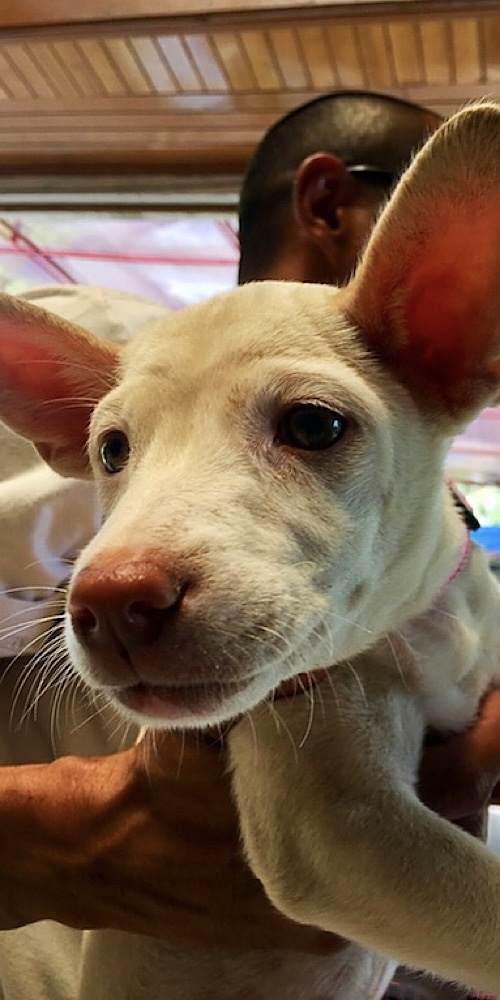 BAWA dog