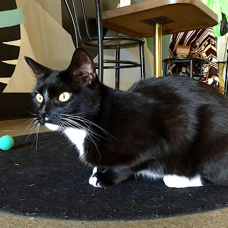Cat cafe