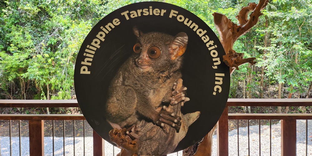 The Only Ethical Tarsier Sanctuary in Bohol: A Complete Guide