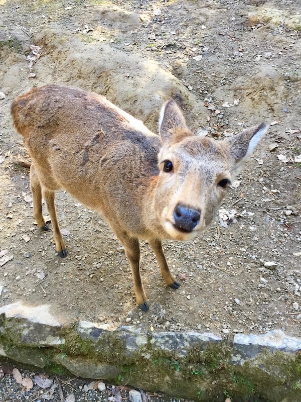 deer at nara park in japan