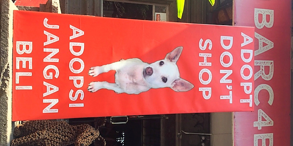adopt don't shop barc ubud bali