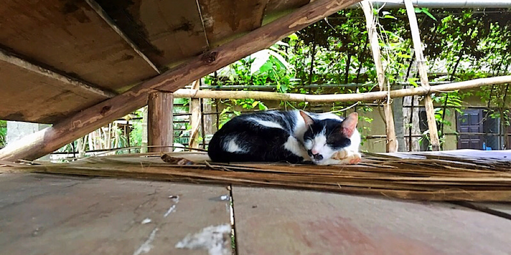 cat napping at elephant nature park in thailand