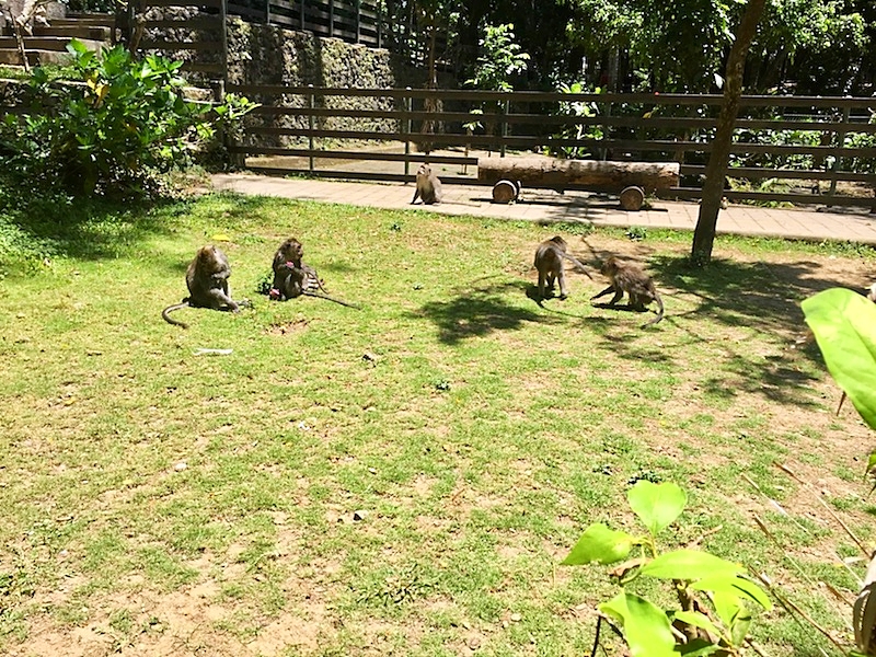 group of monkeys at monkey forest