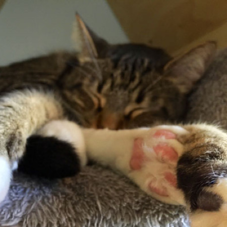Sleeping cat