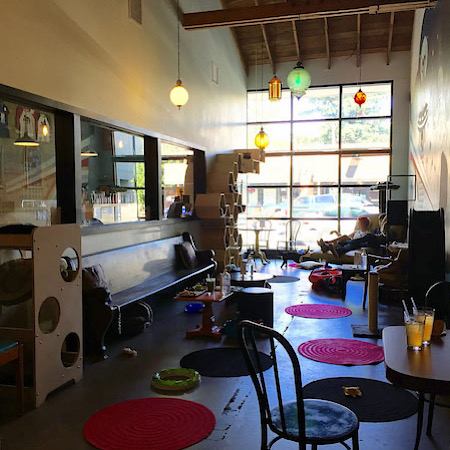 Purrington S Cat Lounge Burger Abroad