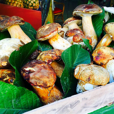 truffles mushrooms gavi italy