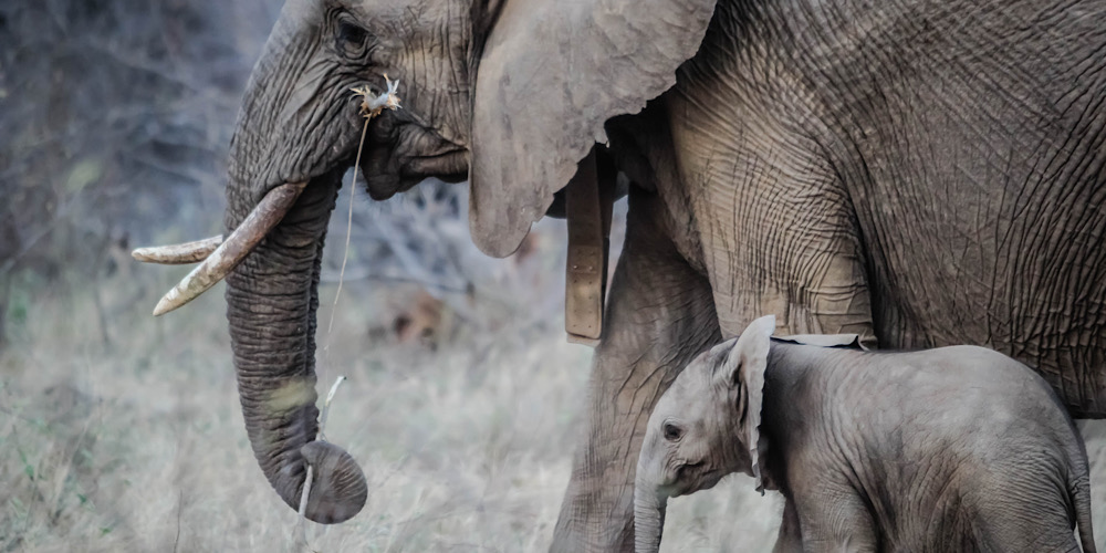 why you should care for animals