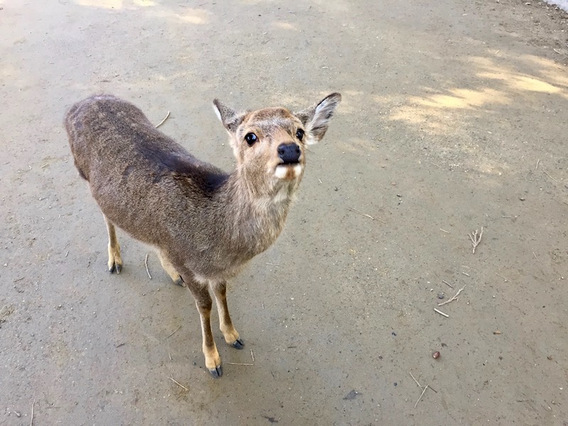 deer at nara park