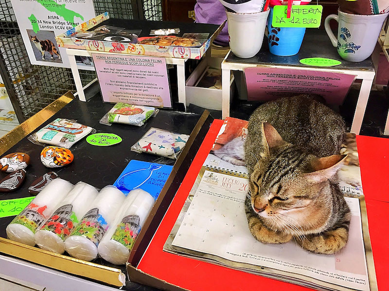 souvenir gifts torre argentina cat sanctuary rome italy