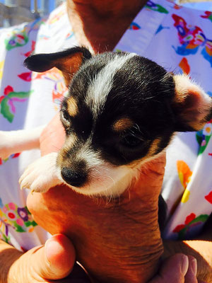 puppy at barb's dog rescue in rocky point mexico 