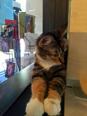 cat lounge portland