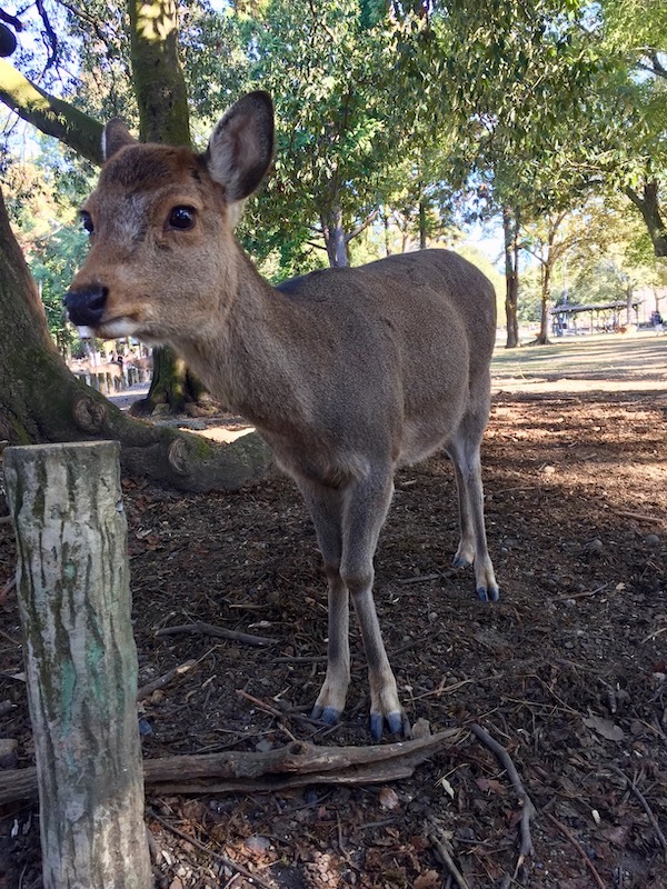 nara park deer