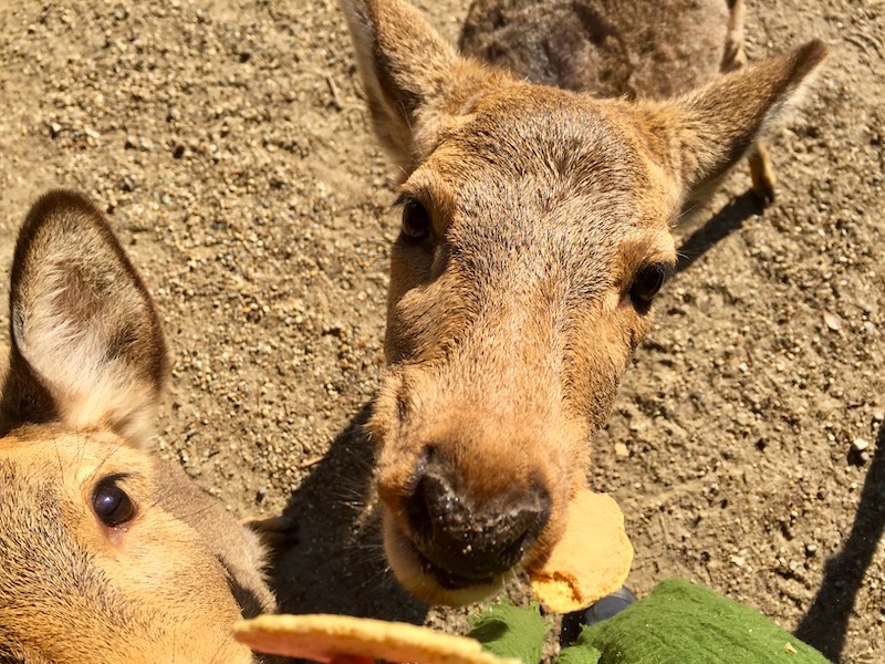 deer eating deer crackers at nara park japan