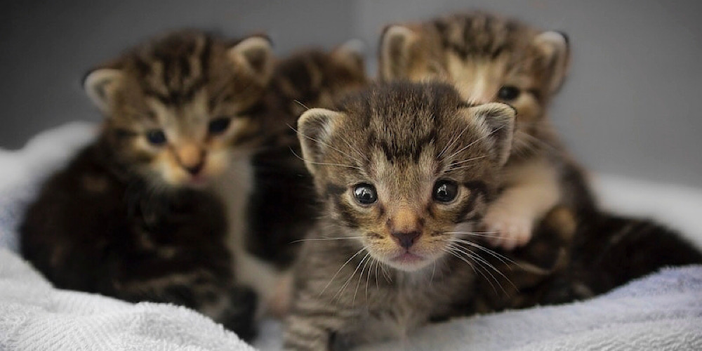 baby kittens