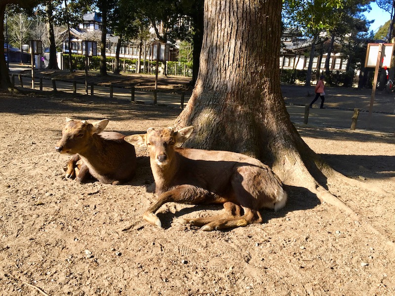 deer lying down by tree