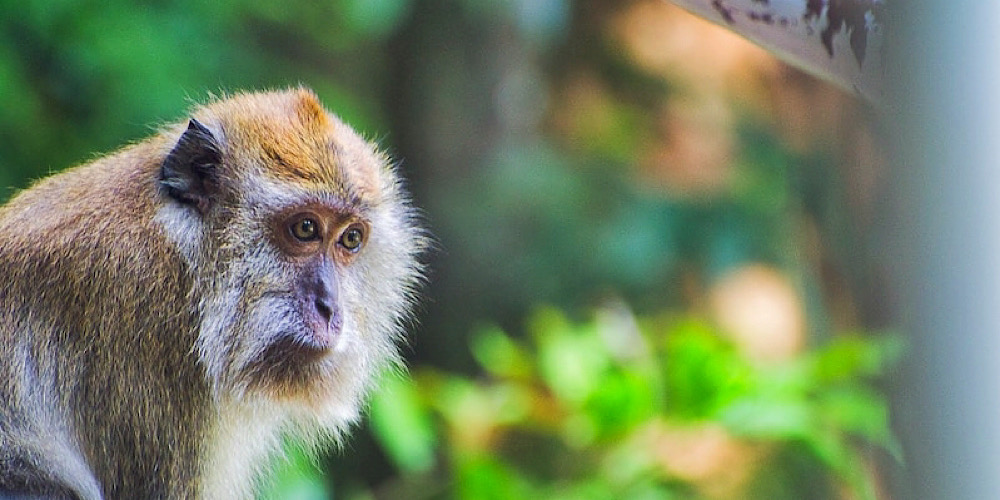 monkey at window