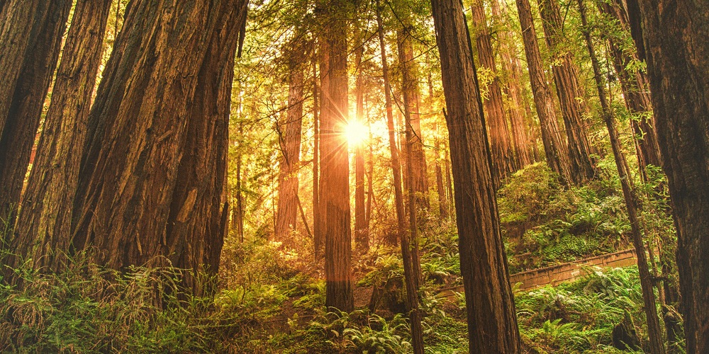 5 Reasons Why the Muir Woods Day Tour Is Ideal for First-Time Bay Area Visitors