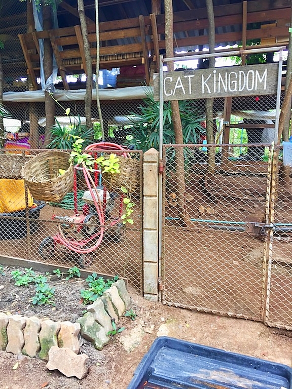 cat kingdom at elephant nature park