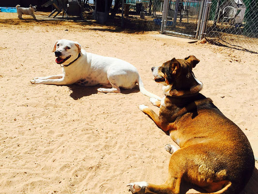 dogs at barbs dog rescue puerto penasco mexico 