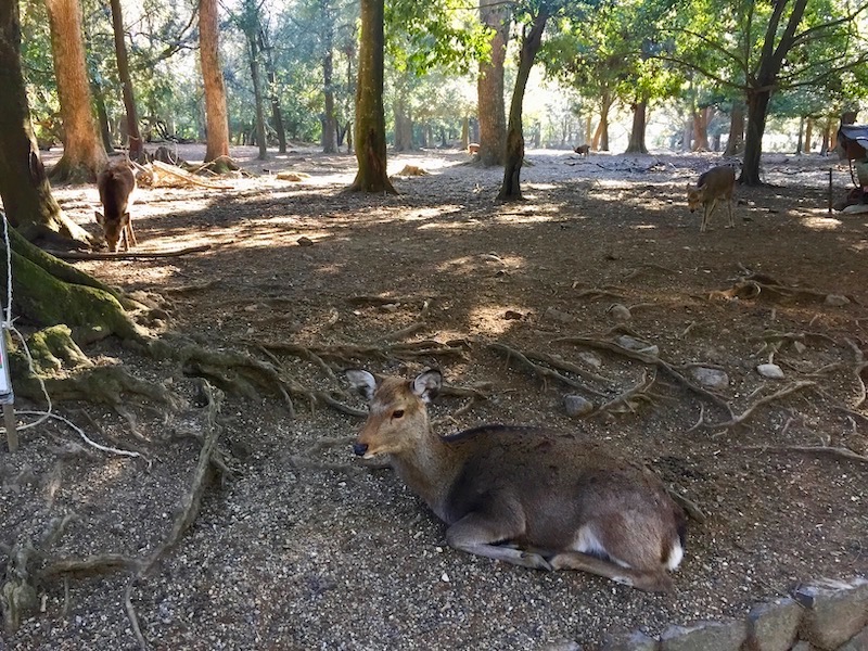 deer in forest