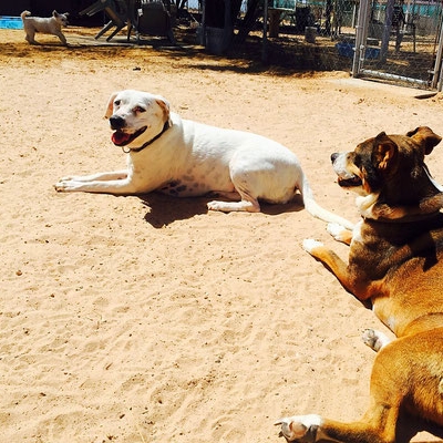 barb's dog rescue