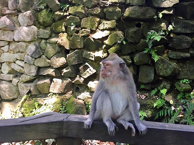 monkey sitting on fence at monkey forest