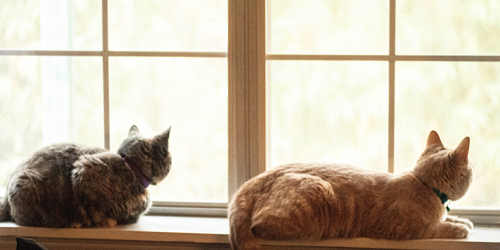 how to get started housesitting
