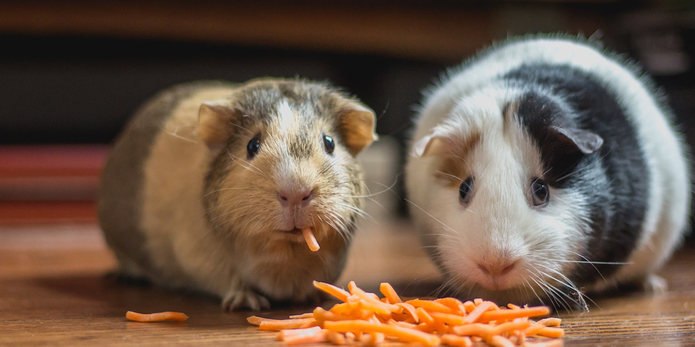how to care for pets in an emergency