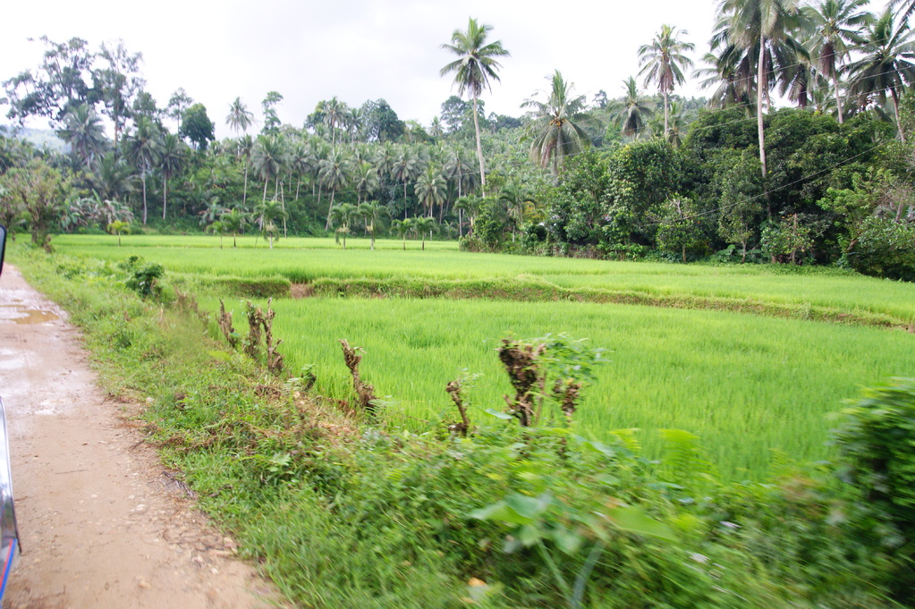 vorbei an gepflegten Reisfeldern in ein kleines Dorf