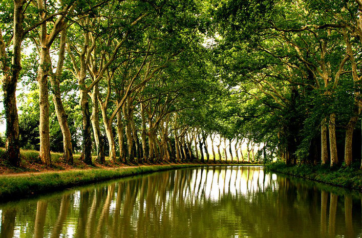 Plane trees on the Canal du Midi, France. Photo by Thomas Claveirole. Creativecommons.org/licenses/by-sa/2.0/