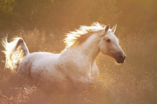 Hestefotografering