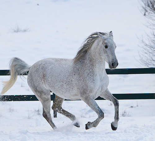 Fun in the snow