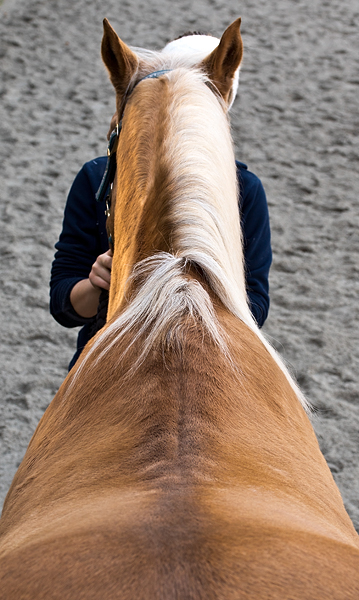 Foto av hesterygg for salsjekk, saltilpasning, eller saltilpassing