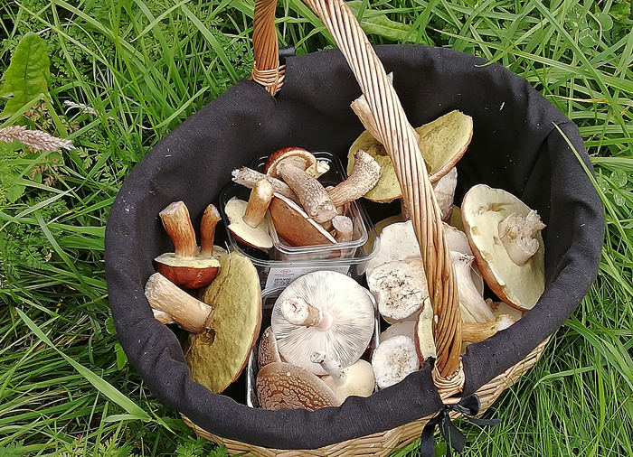 Mushroom foraging