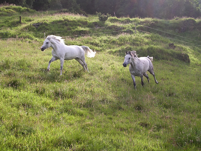 In the mountain pastures