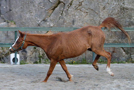 Rehabilitering av hest - før trening etter Klassiske prinsipper