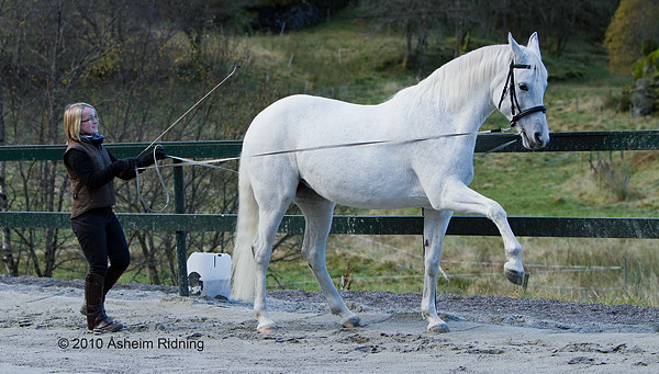 Classical long-reining. (Visiting trainer Julia Hennings.)